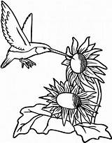 Nectar Sunflowers Hummingbirds Sheets Everfreecoloring Sunflower Designlooter sketch template