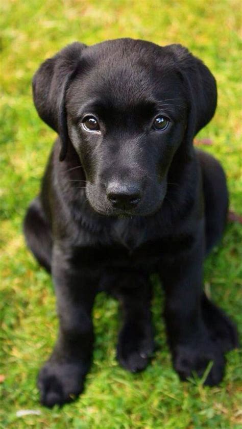 adorable labrador retriever puppies youve