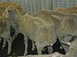 cattle  sheep disease livestock cattle