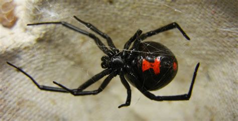 surviving sex with black widows inside science