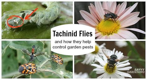 tachinid fly     beneficial insect