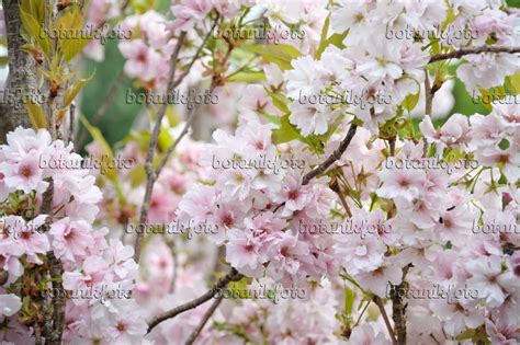 bild japanische bluetenkirsche prunus serrulata amanogawa