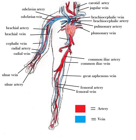 veins  arteries diagram exatininfo