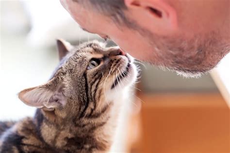 14 weird cat behaviors explained