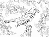 Amsel Ausmalbilder Blackbird Ausmalbild Supercoloring Bird sketch template