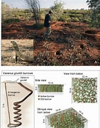Afbeeldingsresultaten voor Thyasira gouldii habitat. Grootte: 145 x 185. Bron: www.researchgate.net