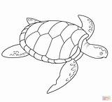 Sea Coloring Pages Turtle Print Turtel Search Again Bar Case Looking Don Use Find sketch template