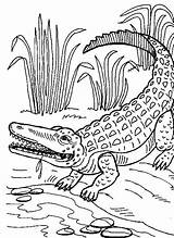 Crocodile Alligator Alligators Procoloring Crocodiles sketch template