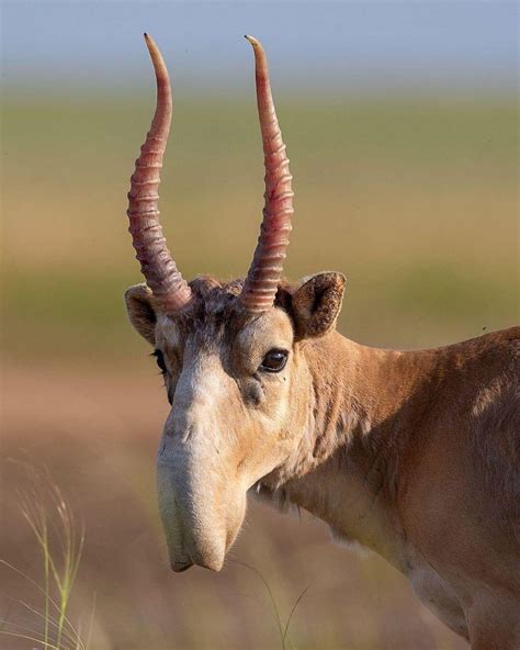 bizarre  saiga antelope rnatureisfuckinglit