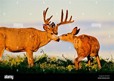 male  female mule deer stock photo alamy