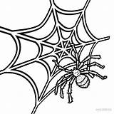 Spinnennetz Malvorlagen Ausmalbilder Ausdrucken sketch template