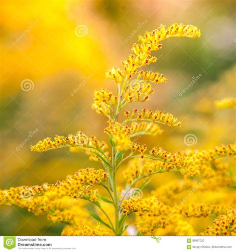 inflorescences   yellow field flower   goldenrod stock photo