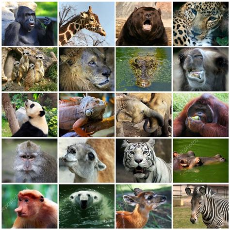 collage   animal faces stock photo  cfriday