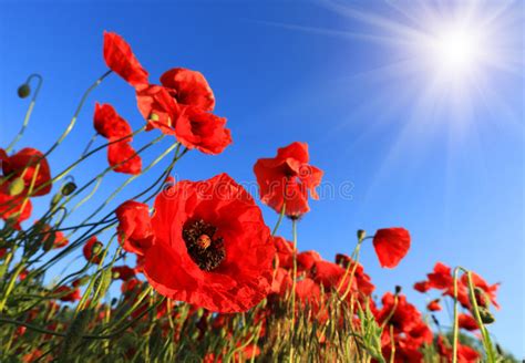 Poppy Field On Sunset Stock Image Image Of Park Rural