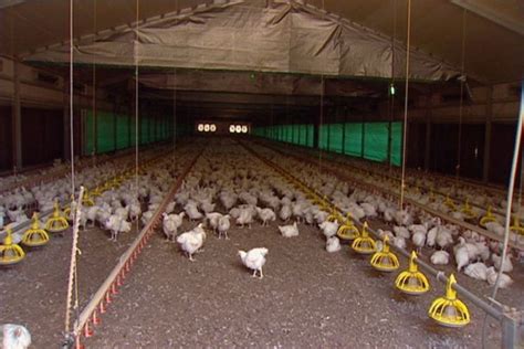 free range chickens in commercial barn at poultry farm