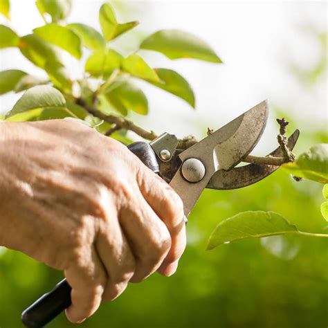 summer tree pruning tips elite tree care