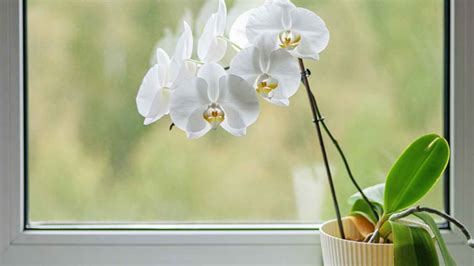 decouvrir  kuva orquidea dentro de casas thptnganamsteduvn