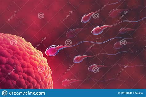 sperm and egg cell under the microscope embryology natural