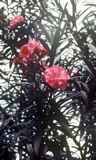 poisonous plants  srilanka olender kaneru