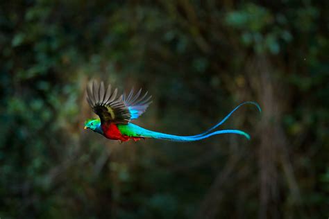 meet  gorgeous resplendent quetzal    worlds