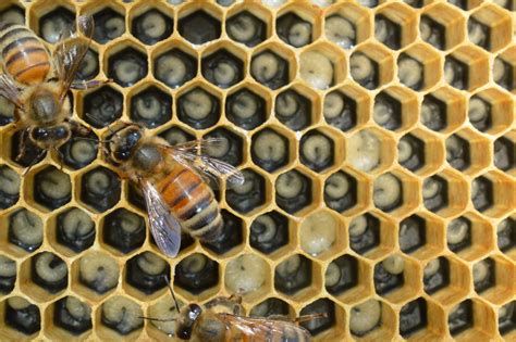 Basic Honeybee Biology Habitat Network