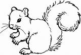 Squirrel Outline Clipartmag Coloring Print Pages sketch template
