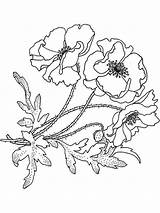 Flower Coloring Pages Poppy Realistic Bluebonnet Drawing Print Printable Getdrawings Flowers Recommended Color sketch template