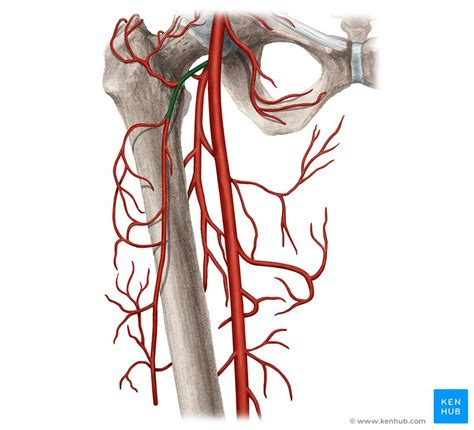 lateral circumflex femoral artery anatomy  branches kenhub