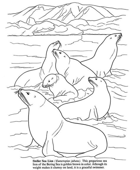 printable seal coloring pages  coloring sheets animal coloring