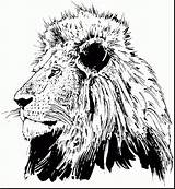 Lions Lion Coloring Pages Head Realistic Drawing Printable Color Adult Getdrawings Sunday King Getcolorings Search Mandala Colorings Animals Schoo Print sketch template