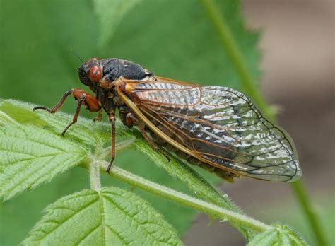 cicadas backyard