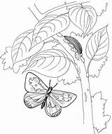 Caterpillar Mariposa Oruga Bruco Kleurplaten Kleurplaat Vlinder Boom Rups Colorir sketch template