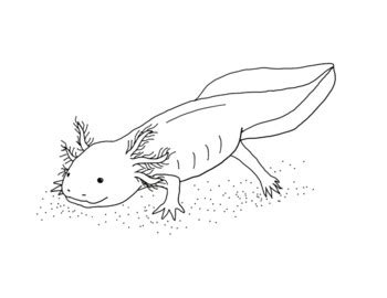 axolotl coloring page  mama draw  teachers pay teachers