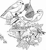 Vogels Roodborstje Pimpelmees Voederplank Kleuren Koolmees Voeren Kleurplaten Natuur Scheiden Groenling Vogelhuisje Natuurkunde sketch template