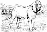 Coloring Dog Pages Bloodhound Realistic Printable Color Supercoloring Greyhound Print Animal Hound Puppy German Clipart Dogs Sheets Breed Colouring Book sketch template