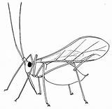 Aphid Insect Drawing Biology Coloring Winged Insects Drawings Aphids Pages Biological Bugs Control Getting Resources Rid Embroidery Greenfly Hand Patterns sketch template