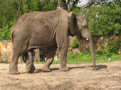 elefanten kostenlose stock fotos rgbstock kostenlose bilder