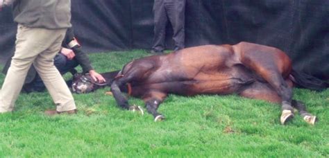 rip lilbitluso horse dies   day  grand national festival