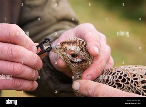 putting beak guard   pheasant  prevent peckingdevon uk