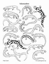 Coloring Salamander Salamanders Pages Color Matching Printable Polygon Observation Activity Birds Getcolorings Getdrawings Room Exploringnature sketch template