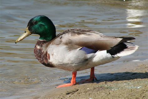 mallard duck stock photo freeimagescom