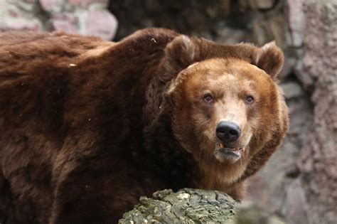 bears    hibernation early  hottest winter  history