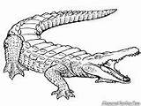 Buaya Mewarnai Sketsa Kancil Binatang Hewan Bonikids Alligator Crocodile Muara Terlengkap Terupdate Via sketch template