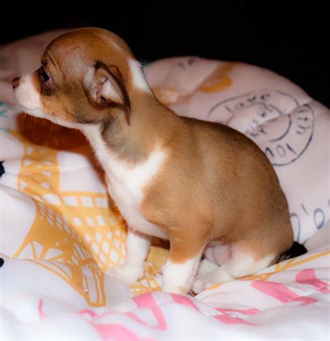 chiweenie puppies  sale kinston nc  petzlover