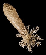 Afbeeldingsresultaten voor "phyllophorus Holothurioides". Grootte: 154 x 185. Bron: www.pinterest.com