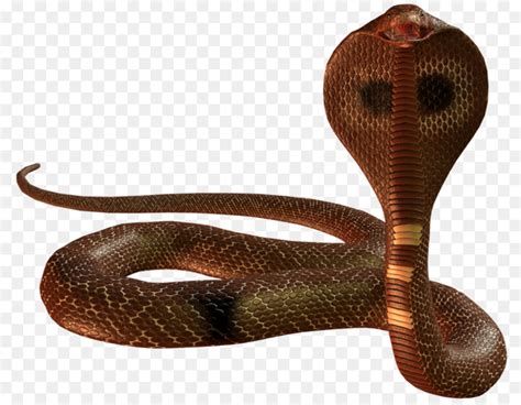 ular cobra resolusi layar gambar png