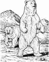 Coloring Grizzly Pages Bear Angry Wood Mate Colouring Printable Drawings Getdrawings American Bears North Animal sketch template