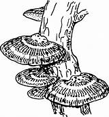 Fungi Drawing Clipart Openclipart Getdrawings sketch template