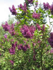 Image result for lilac