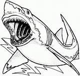 Requin Coloriage Catégorie sketch template